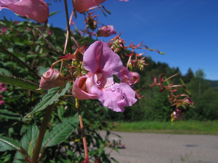 Impatiens glandulifera